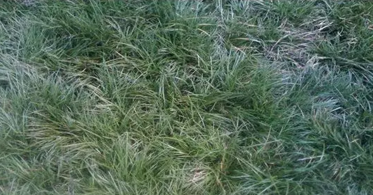 麥冬苗壯根靈 麥冬苗壯根靈