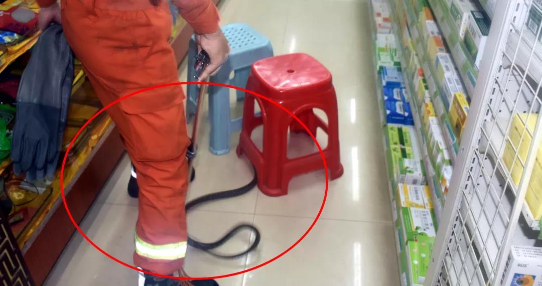 藥店進(jìn)蛇 藥店進(jìn)蛇