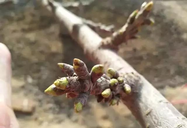 1583130899398361.jpeg 3.2-2.jpeg