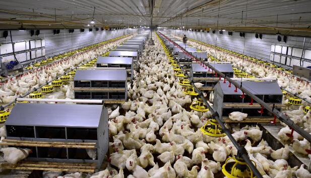 養(yǎng)殖溫濕度監(jiān)控 養(yǎng)殖溫濕度監(jiān)控