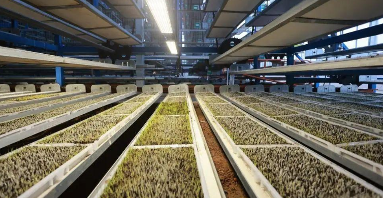 催芽室溫濕度監(jiān)測